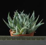 Aloe descoingsii