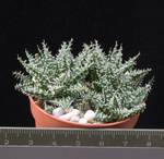 Aloe discoingsii v. Pepe