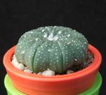 Astrophytum asterias