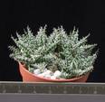 Aloe discoingsii v. Pepe