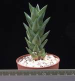 Astroloba dodsoniana