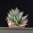 Aloe haworthioides