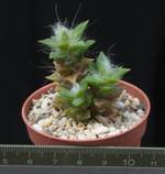 Anacampseros arachnoideus