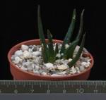 Ariocarpus agavoides