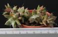 Anacampseros telephiastrum