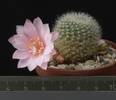 Aylostera espinosae