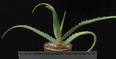 Aloe arborescens