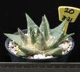 Ariocarpus retusus