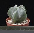 Astrophytum myriostigma