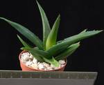 Aloe cv. Black