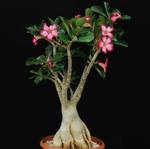 Adenium obesum