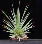 Agave echinoides