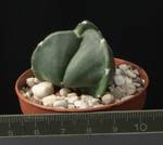 Astrophytum myriostygma tricostatum v. nudum