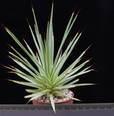 Agave echinoides