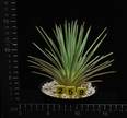 Agave stricta v. echinoides