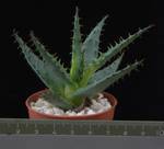 Aloe broomii