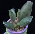 Adromischus festivus