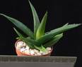 Aloe cv. Black