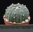 Astrophytum asterias