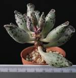 Adromischus festivus