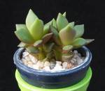 Anacampseros telephiastrum