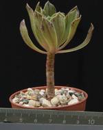 Aeonium urbicum
