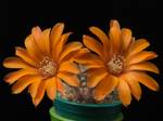 Aylostera kieslingii