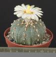 Astrophytum asterias