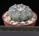Astrophytum asterias x myriostigma