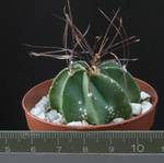 Astrophytum senile
