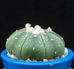 Astrophytum asterias