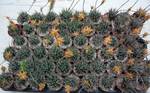 Aloe haworthioides