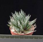 Aloe haworthioides