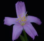 Anacampseros telephiastrum