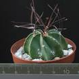 Astrophytum senile