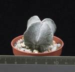 Astrophytum myriostigma v. quadricostatum