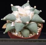 Ariocarpus furfuraceus
