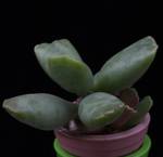 Adromischus cooperi