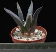Ariocarpus retusus v. elongatus