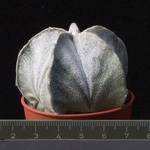Astrophytum coahuilense