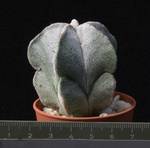 Astrophytum tulense