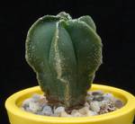 Astrophytum myriostigma v. nudum