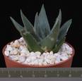 Ariocarpus  elongatus