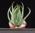 Aloe humilis