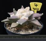 Ariocarpus retusus v. Arteaga