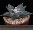 Ariocarpus retusus
