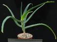 Aloe arborescens