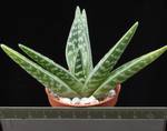 Aloe variegata