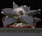 Ariocarpus retusus v. Sierra Paila