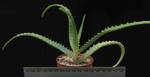 Aloe arborescens